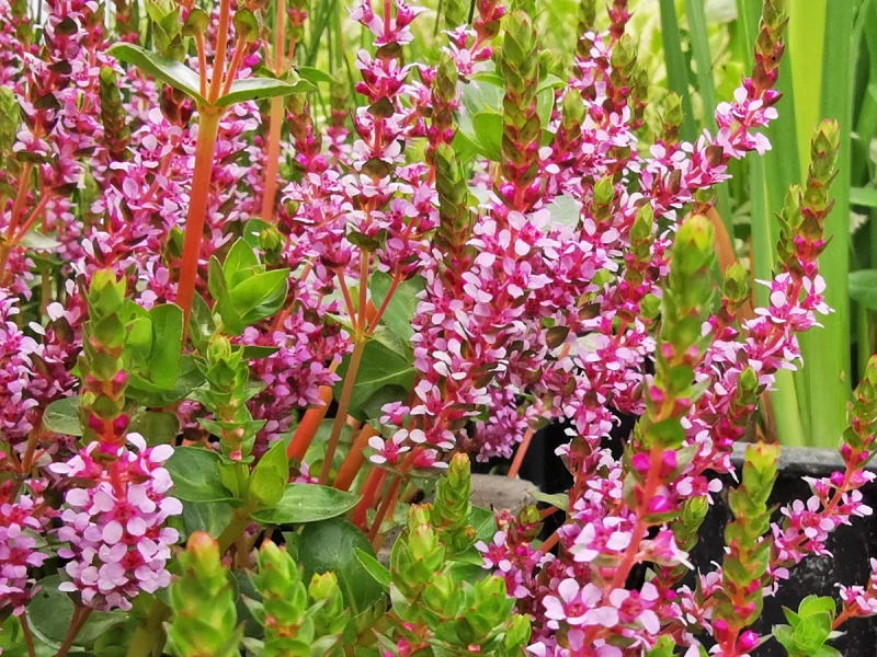 Rotala